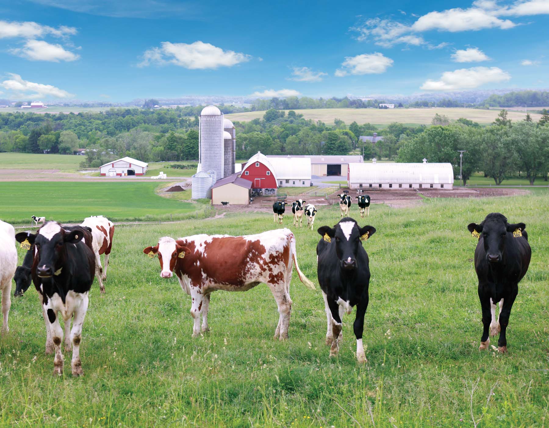 About Stoltzfus Family Dairy - Stoltzfus Family Dairy