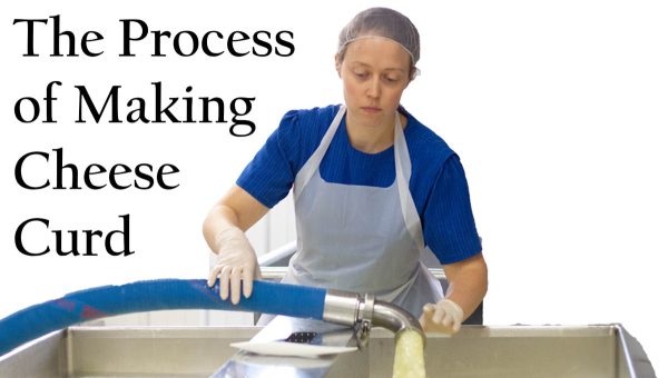 Process of Making Cheese Curd VIDEO - Stoltzfus Family Dairy